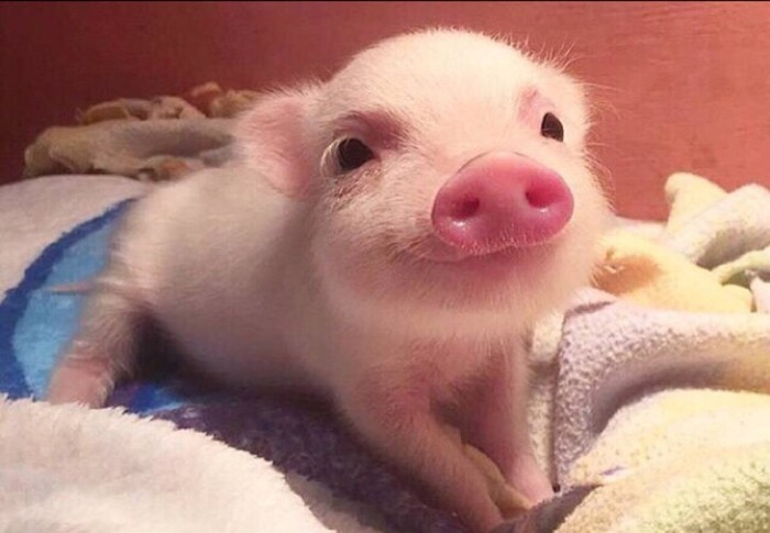 猪缺硒怎么补（仔猪初乳摄入）-硒宝网