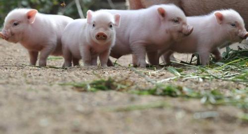 猪缺硒怎么补（仔猪初乳摄入）-硒宝网