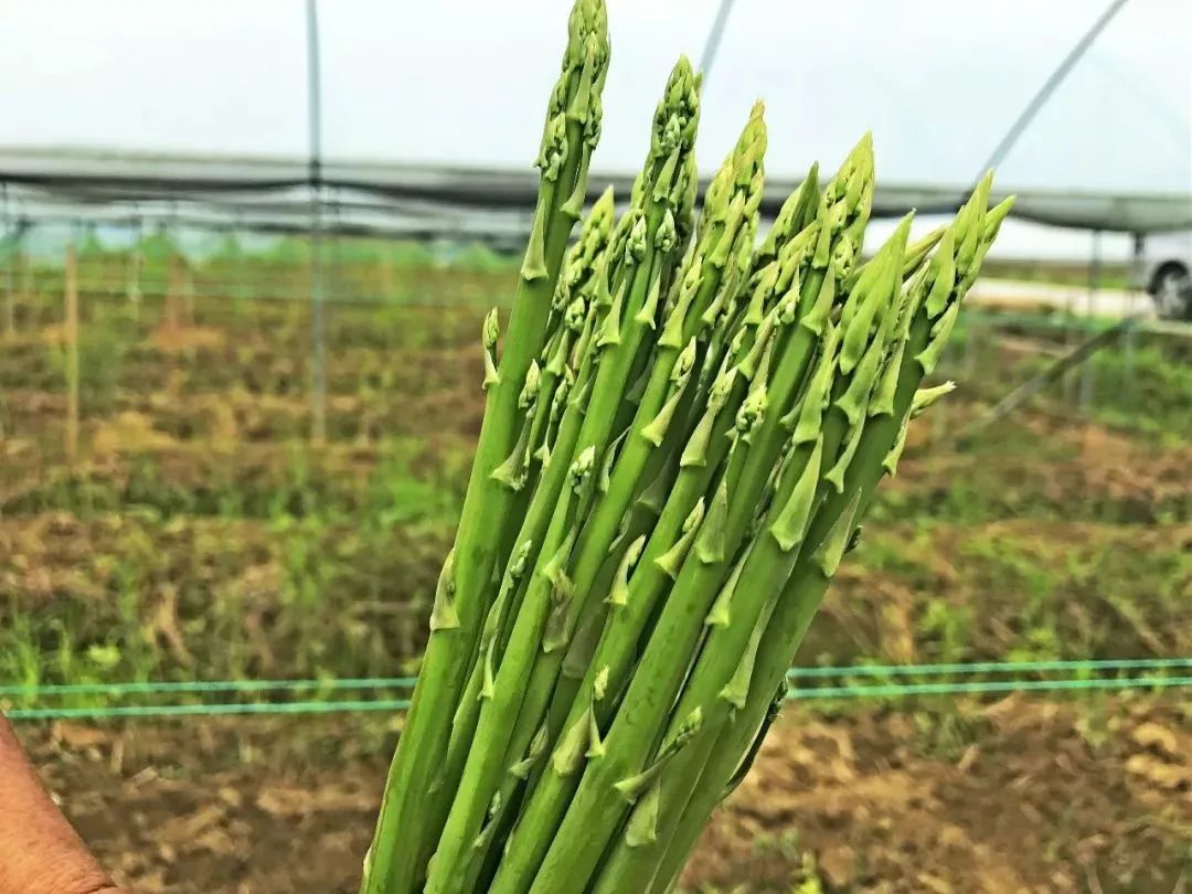 硒少吃什么补（芦笋补硒功效）-硒宝网