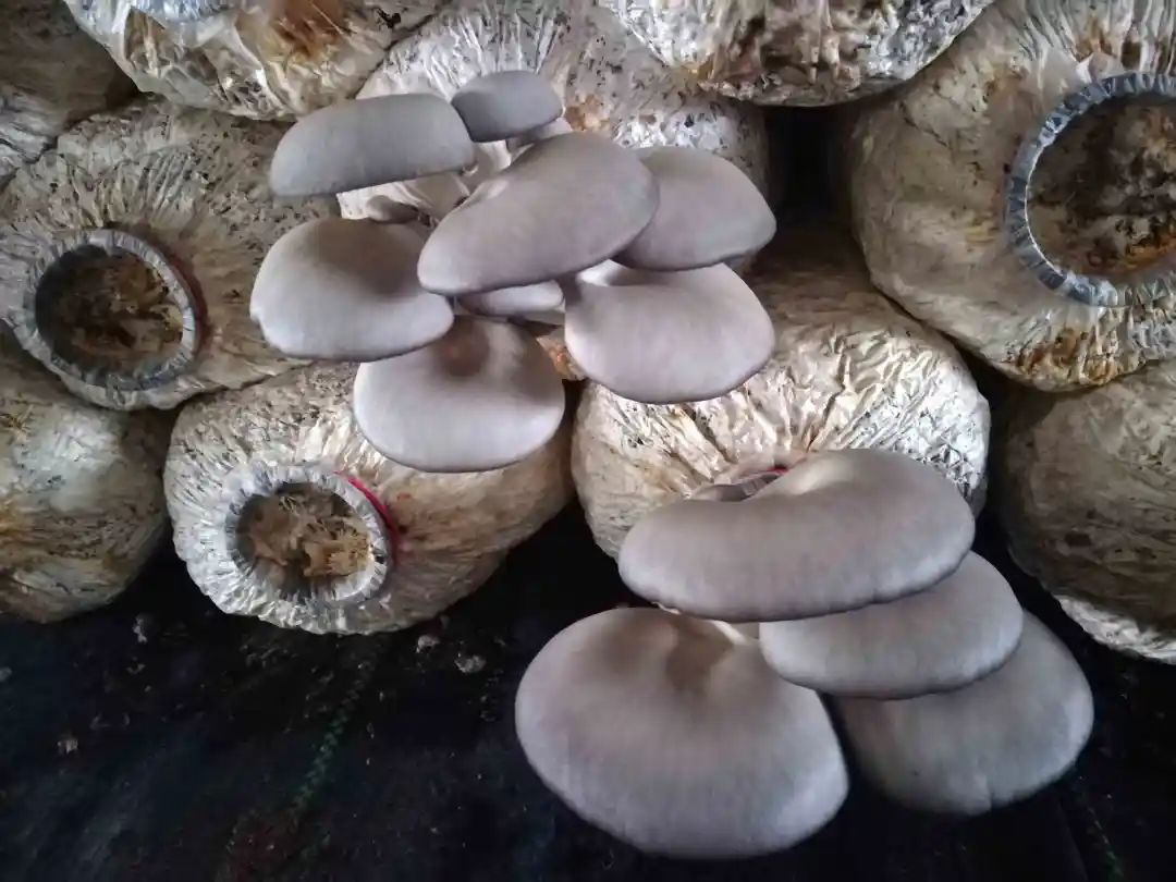 硒少吃什么补（芦笋补硒功效）-硒宝网