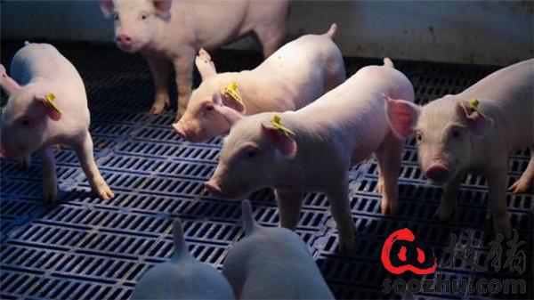 仔猪怎么补硒(仔猪断奶应激)-硒宝网