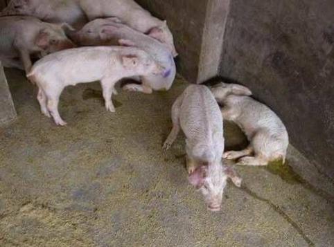 仔猪怎么补硒（断奶仔猪养分消化率复合益生菌）-硒宝网