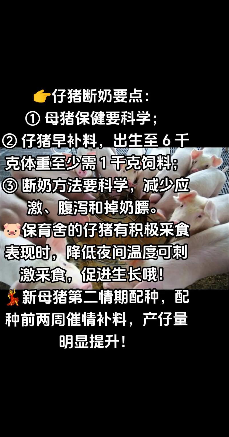 仔猪怎么补硒（断奶仔猪养分消化率复合益生菌）-硒宝网