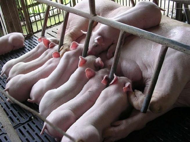 仔猪怎么补硒（断奶仔猪养分消化率复合益生菌）-硒宝网