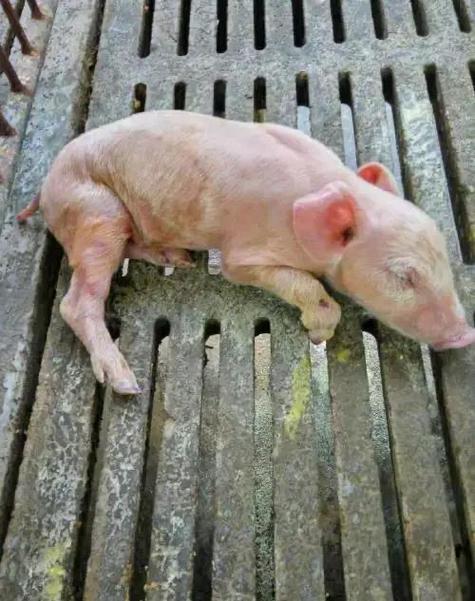 仔猪怎么补硒（断奶仔猪养分消化率复合益生菌）-硒宝网