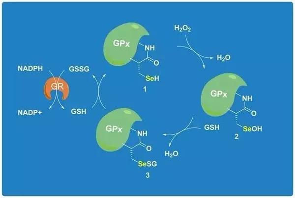 补硒工程股份(硒与人体健康知识)-硒宝网
