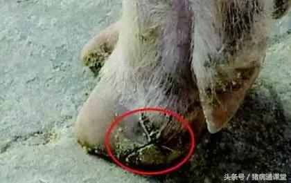 猪缺硒怎么补(母猪过肥过瘦影响及预防)-硒宝网