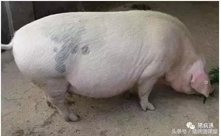 猪缺硒怎么补(母猪过肥过瘦影响及预防)-硒宝网