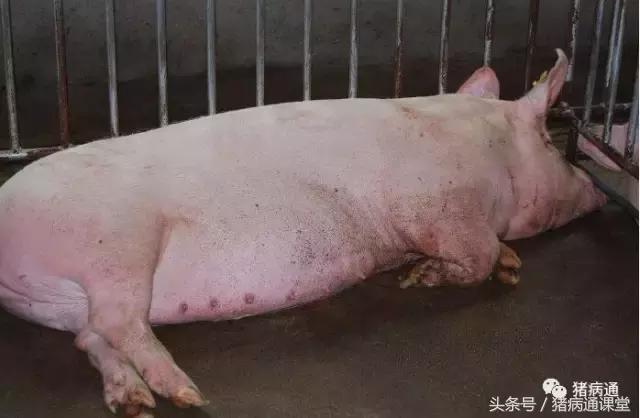 猪缺硒怎么补(母猪过肥过瘦影响及预防)-硒宝网