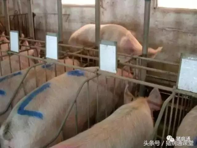 猪缺硒怎么补(母猪过肥过瘦影响及预防)-硒宝网