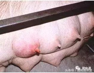 猪缺硒怎么补(母猪过肥过瘦影响及预防)-硒宝网