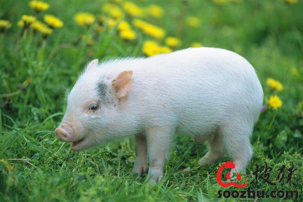 小猪补亚硒酸()-硒宝网