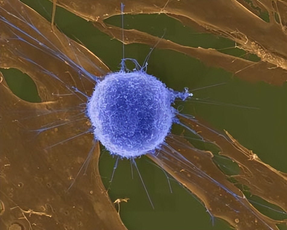 食物能补硒吗(硒与心脏病关系)-硒宝网