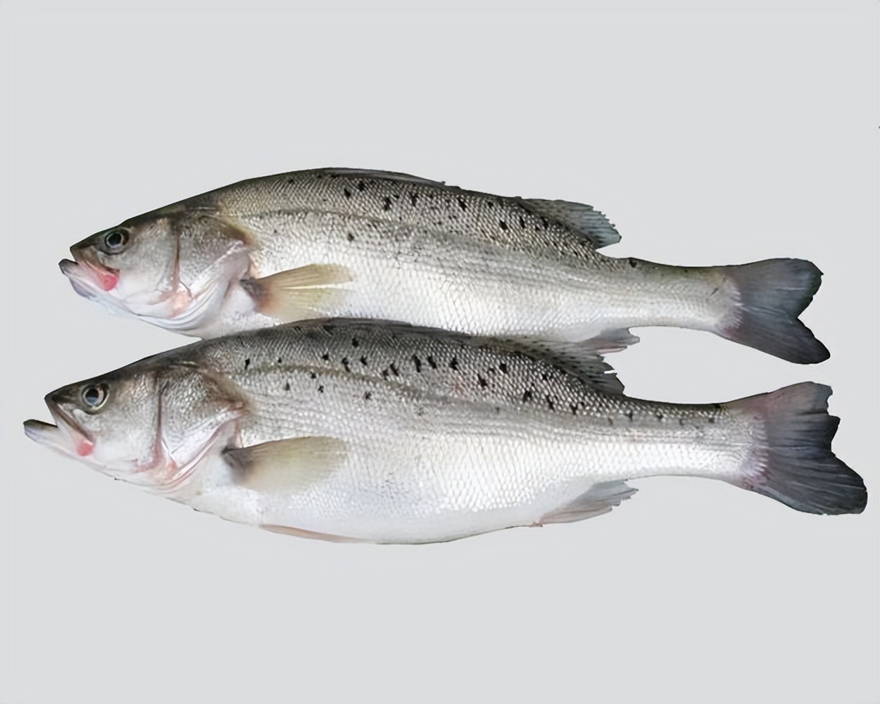 硒酵母补硒么（）-硒宝网