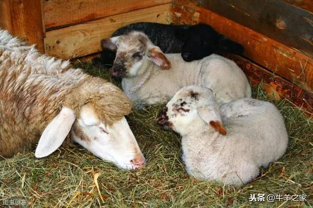 羊补硒补多少(羔羊缺钾症状与治疗)-硒宝网