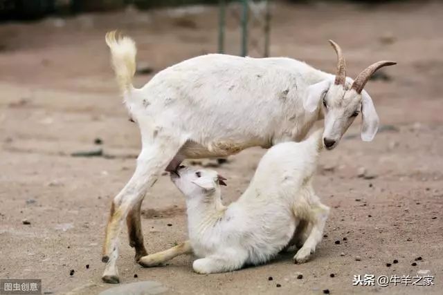 羊补硒补多少(羔羊缺钾症状与治疗)-硒宝网