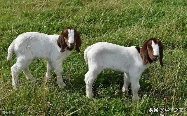 羊补硒补多少(羔羊缺钾症状与治疗)-硒宝网