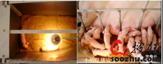 仔猪硒怎么补（仔猪断奶管理）-硒宝网