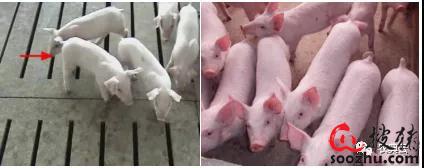 仔猪硒怎么补（仔猪断奶管理）-硒宝网