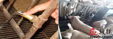 仔猪硒怎么补（仔猪断奶管理）-硒宝网