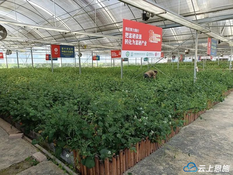 补硒湖南视频(世界硒都恩施旅游目的地建设)-硒宝网