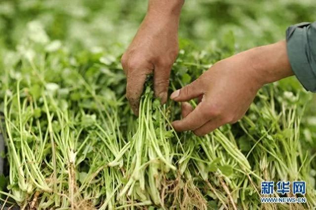 补硒骗局爆料（涉农传销案件揭秘）-硒宝网