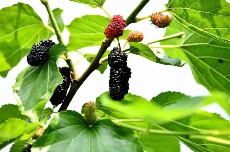 补硒水果大全（吃什么水果补硒最快最好）-硒宝网