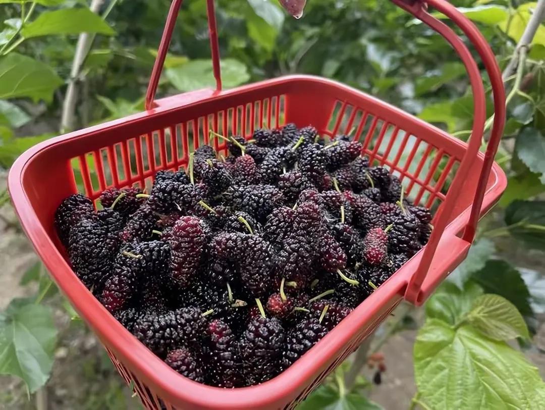 补硒水果大全（吃什么水果补硒最快最好）-硒宝网