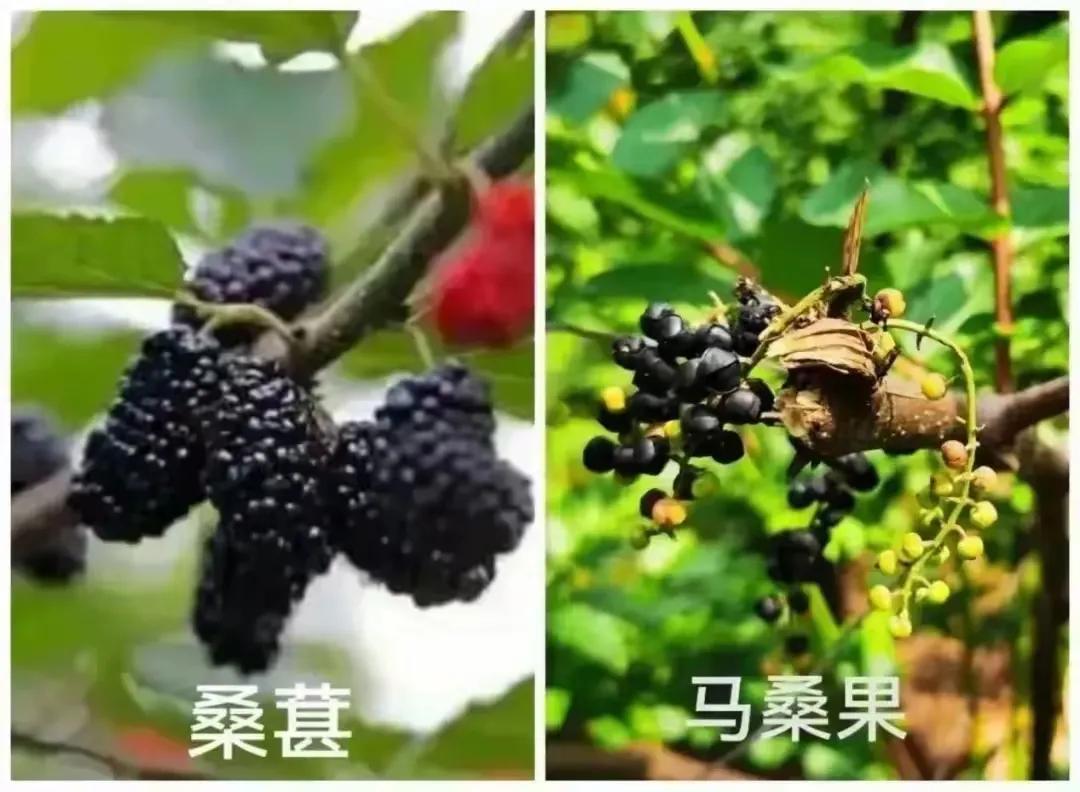 补硒水果大全（吃什么水果补硒最快最好）-硒宝网