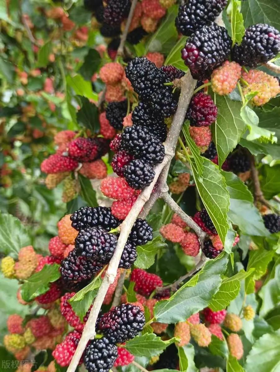 补硒水果大全（吃什么水果补硒最快最好）-硒宝网