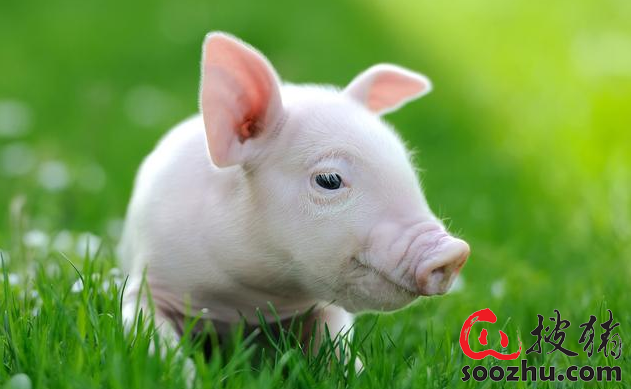 仔猪硒怎么补（猪营养过剩症原因）-硒宝网