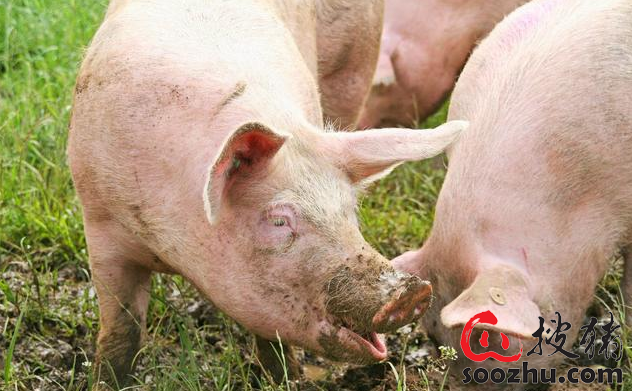 仔猪硒怎么补（猪营养过剩症原因）-硒宝网