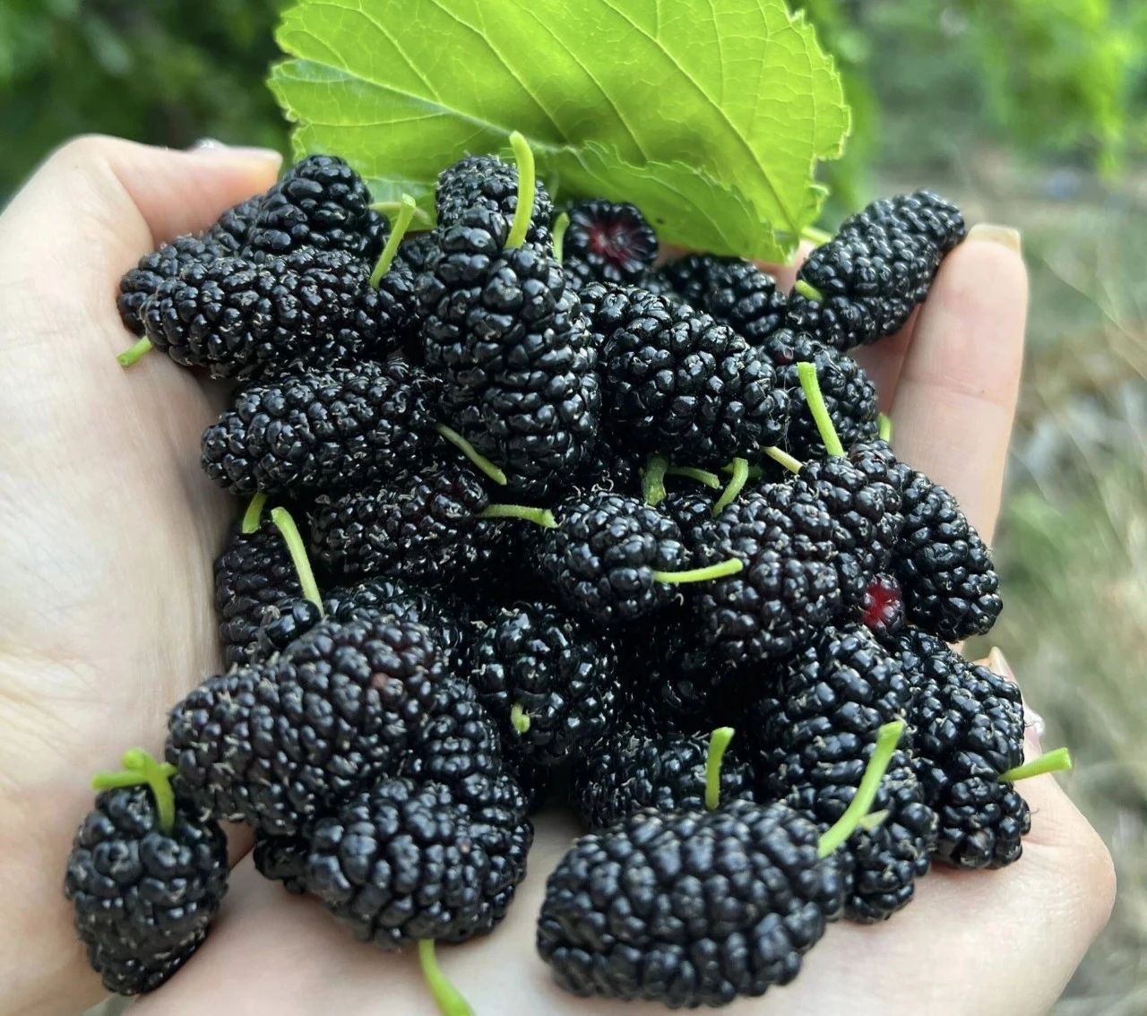 补硒水果大全（高硒食物食谱大全）-硒宝网