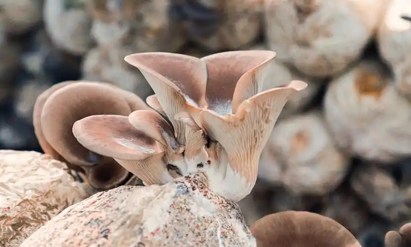 孩子需要补硒(天然维生素D蘑菇)-硒宝网