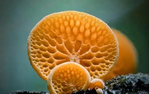 孩子需要补硒(天然维生素D蘑菇)-硒宝网