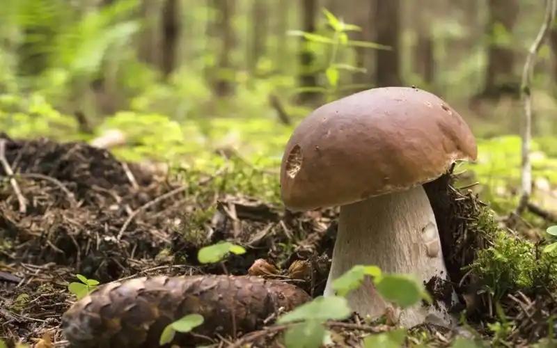 孩子需要补硒(天然维生素D蘑菇)-硒宝网