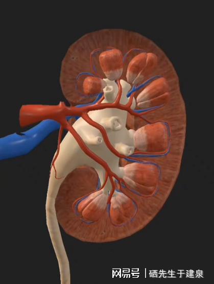 什么实物补硒(硒元素抗氧化肾脏健康)-硒宝网