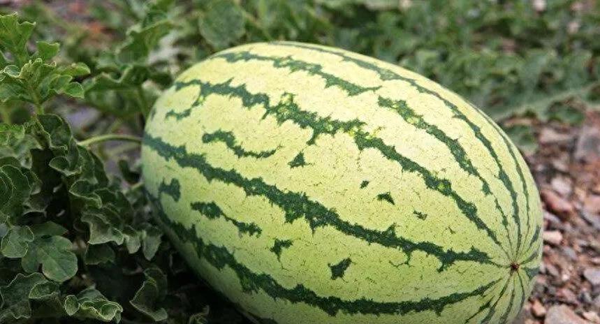 西瓜怎样补硒(硒元素西瓜)-硒宝网