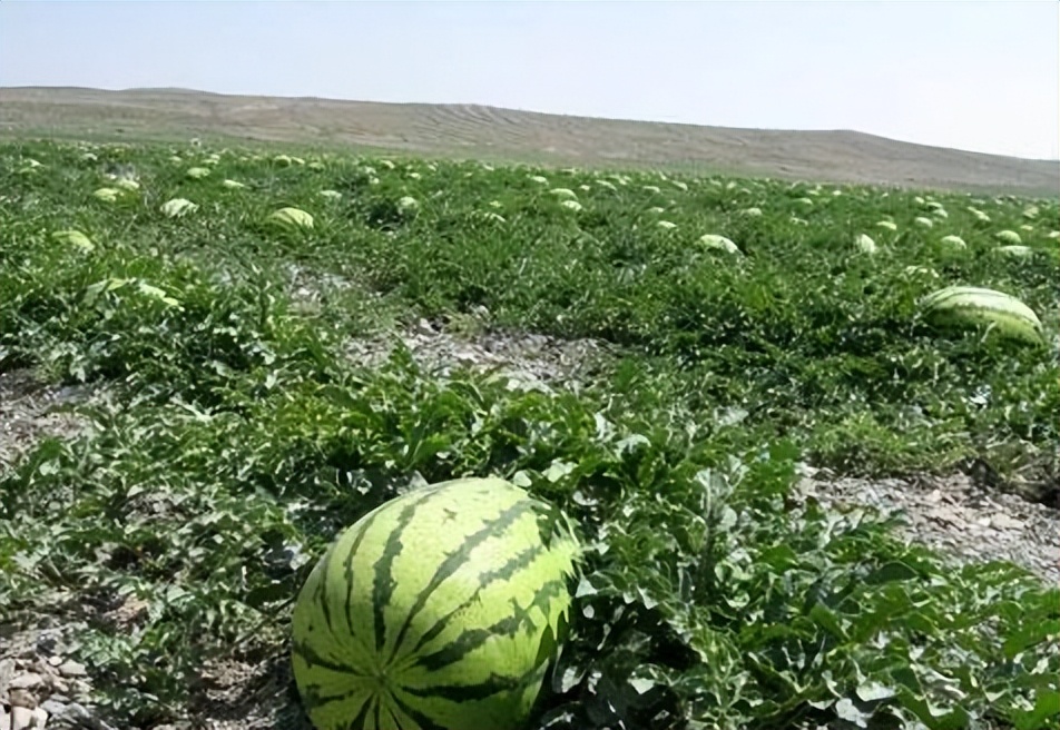 西瓜怎样补硒(硒元素西瓜)-硒宝网