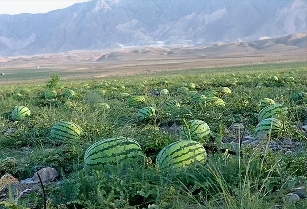 西瓜怎样补硒(硒元素西瓜)-硒宝网