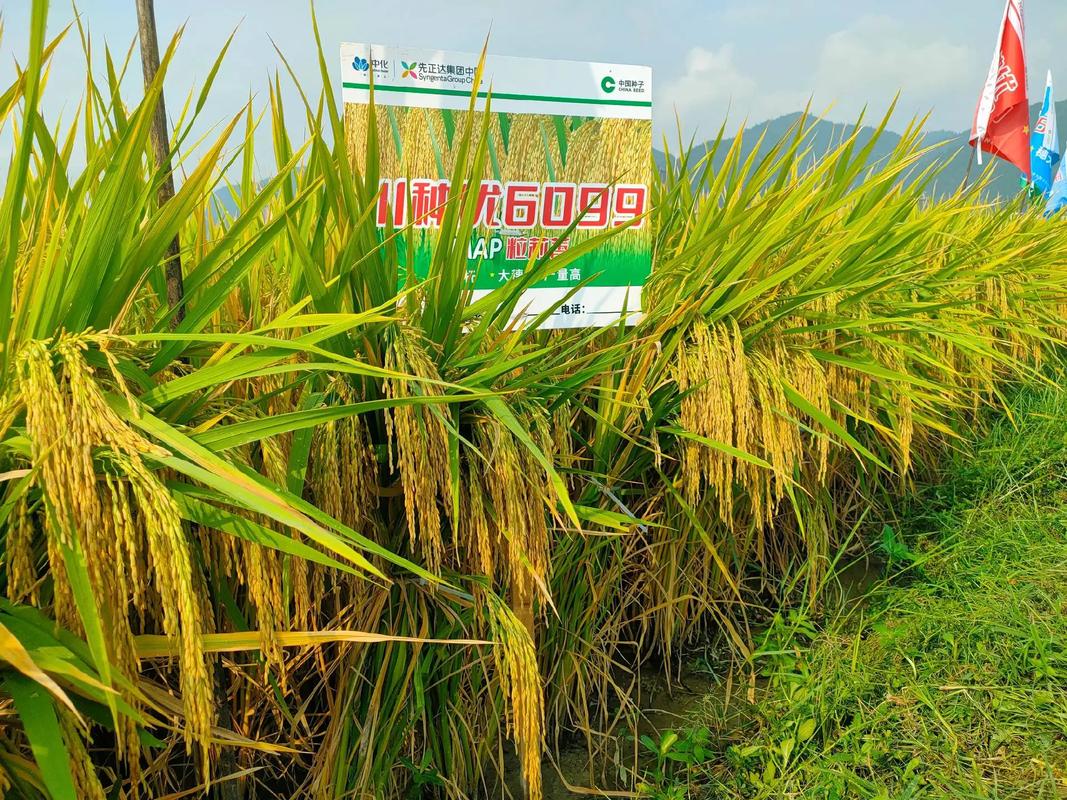 哪些东西补硒(优质硒水稻新品种)-硒宝网