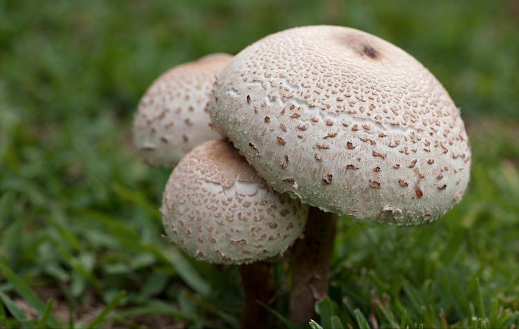 哪种蘑菇补硒(蘑菇硒元素营养)-硒宝网