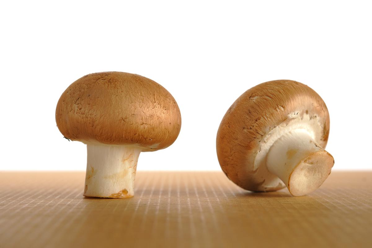 哪种蘑菇补硒(蘑菇硒元素营养)-硒宝网