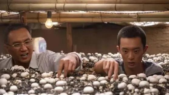 哪种蘑菇补硒（中国双孢菇产量）-硒宝网