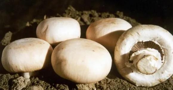 哪种蘑菇补硒（中国双孢菇产量）-硒宝网