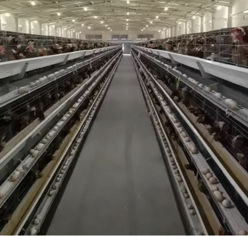 如何补硒养鸡(生物富硒饲料)-硒宝网