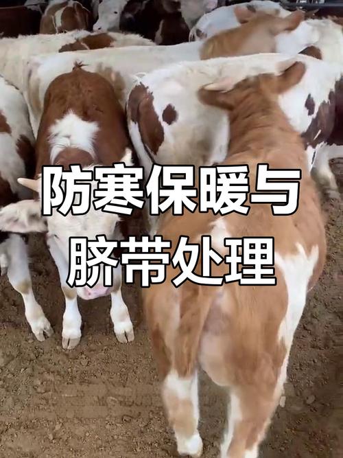 犊牛几天补硒(犊牛越冬管理技术指南)-硒宝网