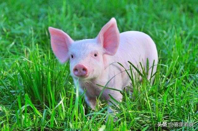 仔猪补硒技术(仔猪培育技术)-硒宝网