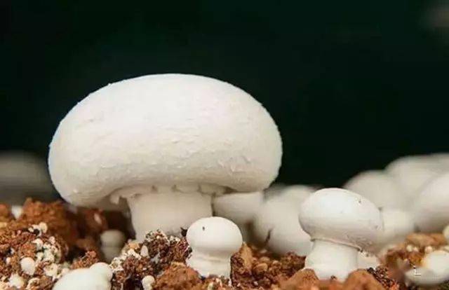 蘑菇压片补硒(食用菌图片大全)-硒宝网