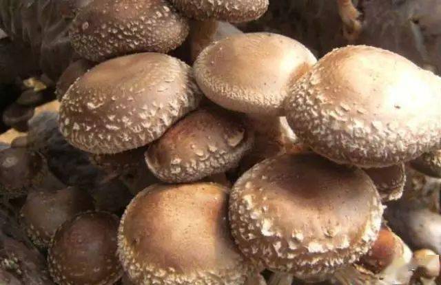 蘑菇压片补硒(食用菌图片大全)-硒宝网